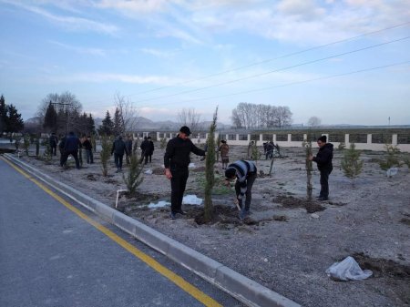 Yevlaxda rayonunda ağacəkmə aksiyaları davam etdirilir