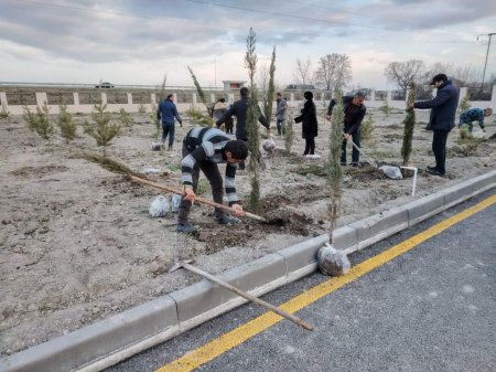 Yevlaxda rayonunda ağacəkmə aksiyaları davam etdirilir