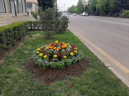“Konstitusiya və suverenlik ili” çərçivəsində Yevlax şəhərində  müxtəlif növ dekorativ gül kolları və çiçəklər əkilib