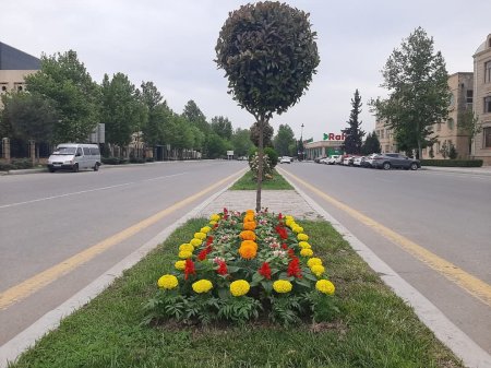 “Konstitusiya və suverenlik ili” çərçivəsində Yevlax şəhərində  müxtəlif növ dekorativ gül kolları və çiçəklər əkilib
