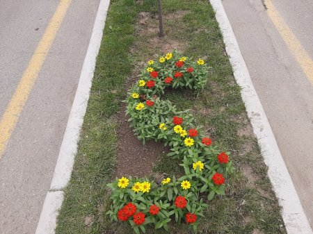 “Konstitusiya və suverenlik ili” çərçivəsində Yevlax şəhərində  müxtəlif növ dekorativ gül kolları və çiçəklər əkilib