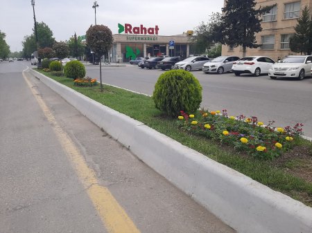 “Konstitusiya və suverenlik ili” çərçivəsində Yevlax şəhərində  müxtəlif növ dekorativ gül kolları və çiçəklər əkilib