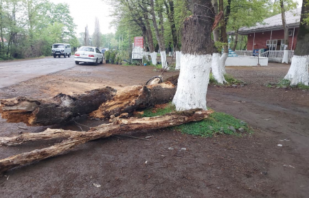 Ağac hərəkətdə olan maşının üstünə aşdı - Gəlin-qayınana yaralandı - Fotolar