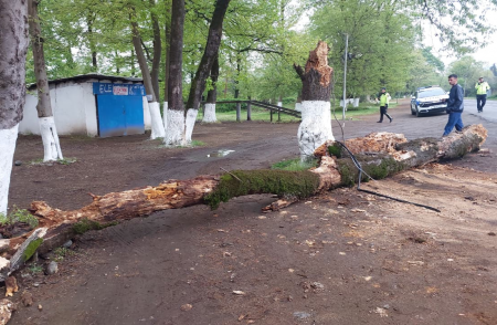 Ağac hərəkətdə olan maşının üstünə aşdı - Gəlin-qayınana yaralandı - Fotolar